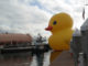 The world's largest rubber duck