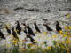 Birds in the Mingan Archipelago National Park Reserve