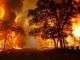 Forest Fire, Breaking News, Ontario News