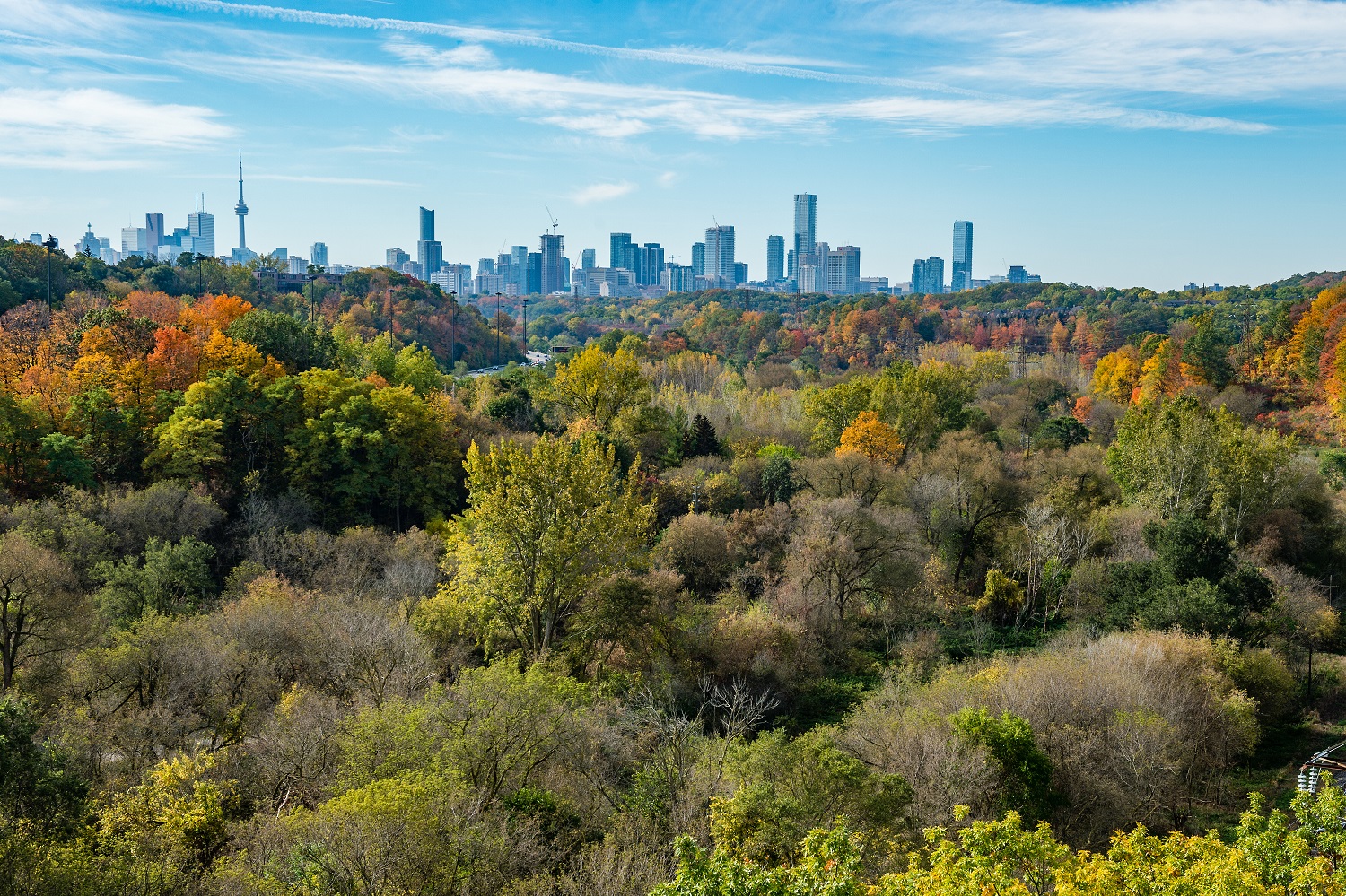 Toronto Skyline Trees