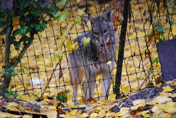 Coyote biting incident in Westlake Park